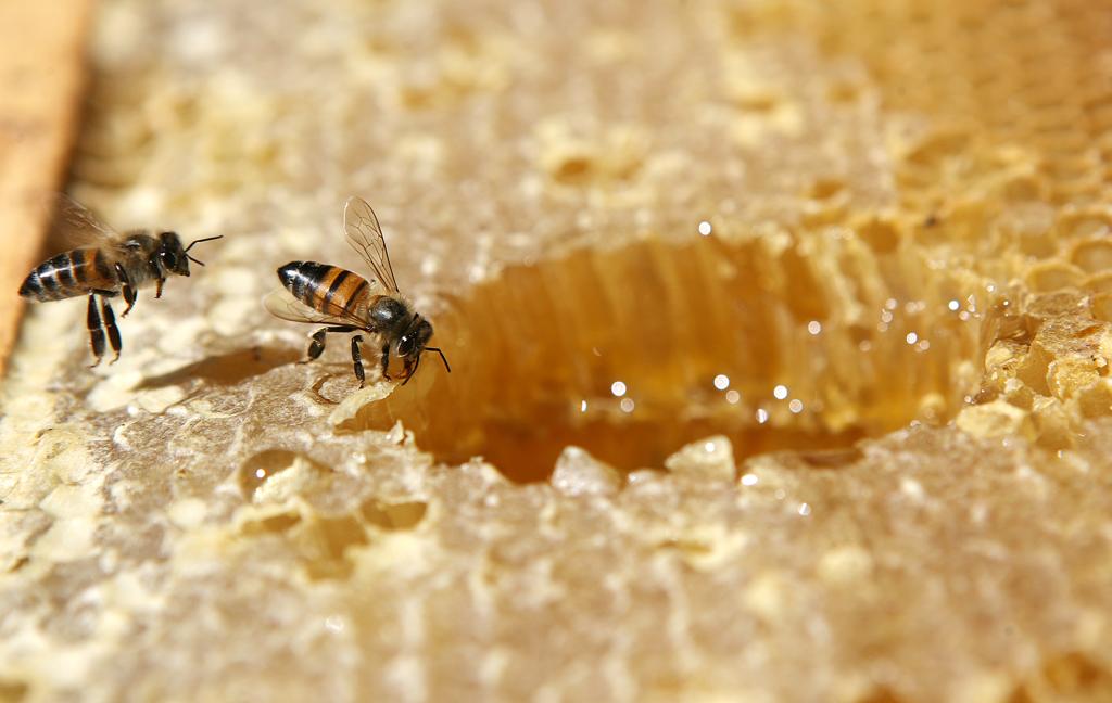 No Brasil, existem cerca de 1.700 espécies de abelhas. Muitas podem atuar como polinizadoras em quase 90% da flora nativa. | Jonathan Campos/Gazeta do Povo