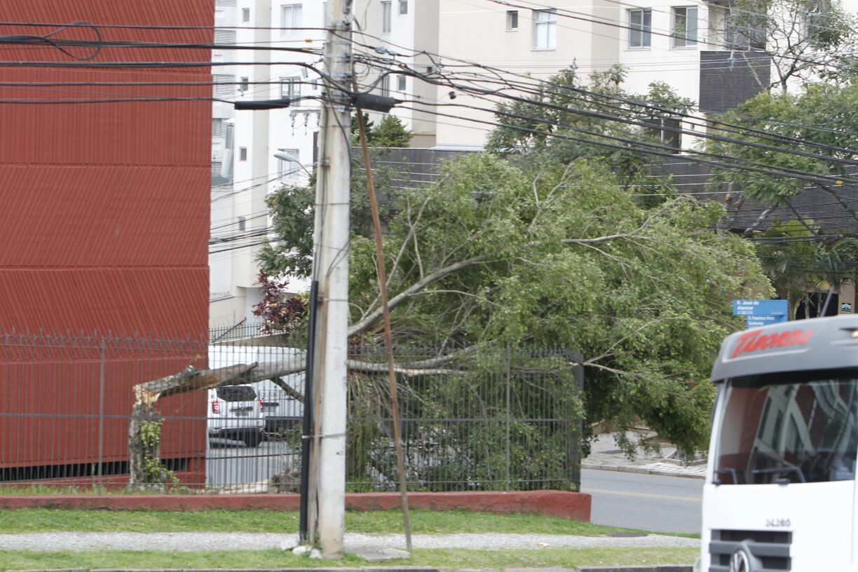 Árvore caída na Rua José de Alencar, no Cristo Rei, em Curitiba | Antonio More/Gazeta do Povo