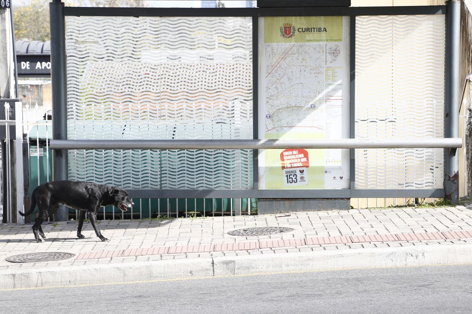 Curitiba teria um cão para quatro habitantes, num total de 450 mil. Mas apenas 5% deles estariam em situação de rua (abandonados) ou semi domiciliados (aqueles que têm casa, mas passam a maior parte do tempo fora). | Henry Milleo/Gazeta do Povo