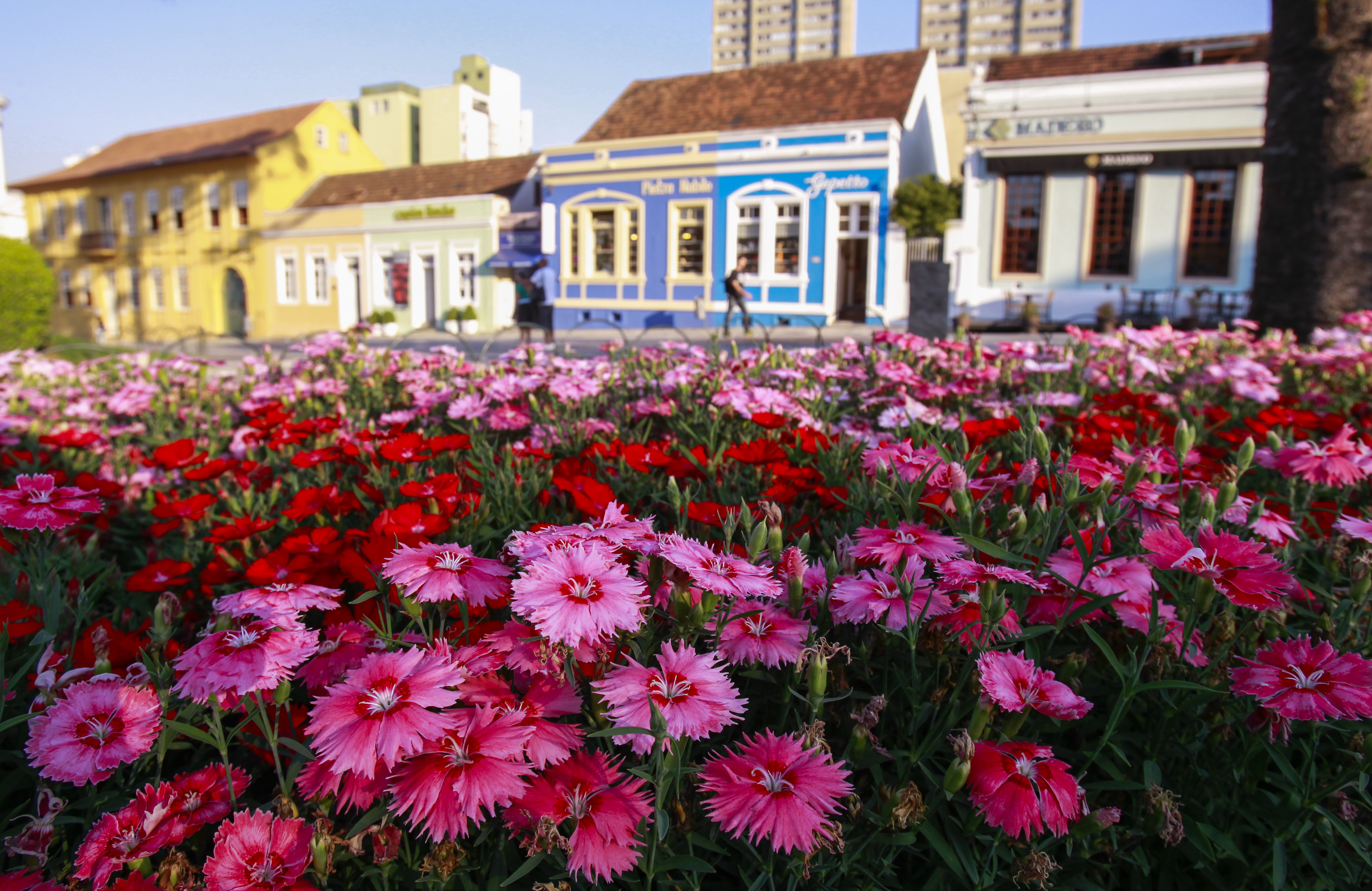  | Daniel Castellano/Gazeta do Povo