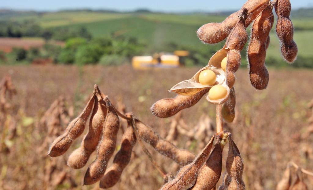 A Abrass informa que para poder comercializar soja para plantio, o produtor precisa estar cadastrado. | DIRCEU PORTUGAL/GAZETA DO POVO