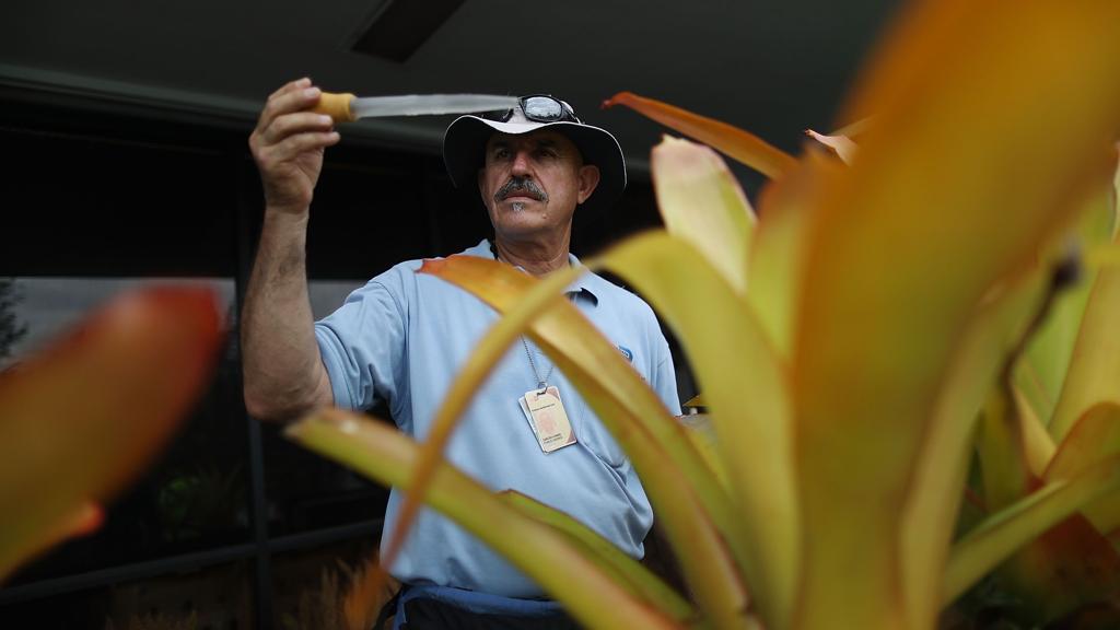 Inspetor sanitário procura larvas de mosquito Aedes em Miami | Joe Raedle/AFP