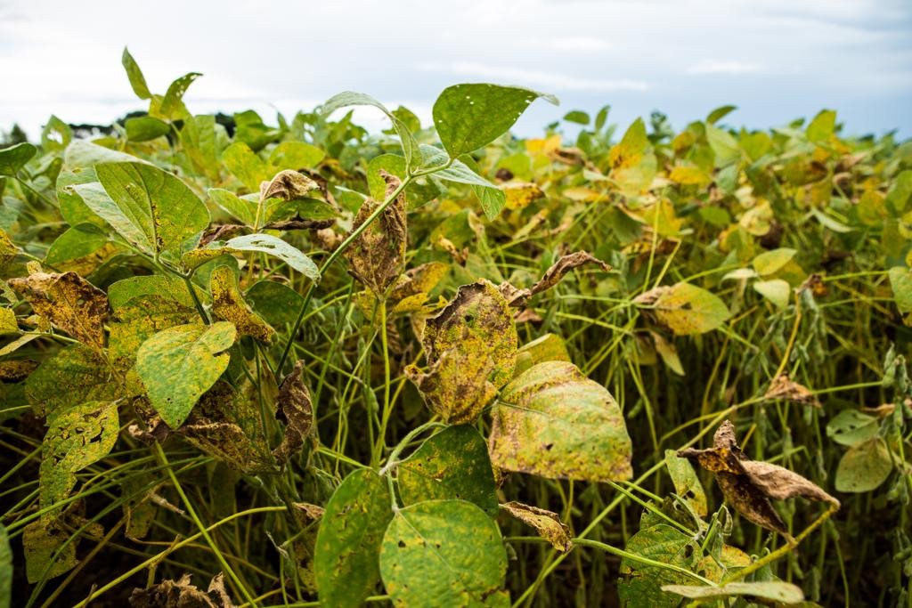 Uma das espécies de soja selvagem, a Glycine tomantela tem genes de resistência à ferrugem-asiática. Na foto, uma lavoura com soja normal infectada pela doença.