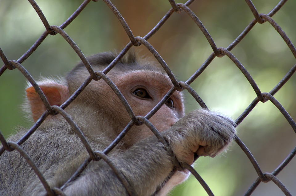 Macaco Rhesus, espécie usada na pesquisa da Universidade de Stanford. | Reprodução/Pixabay