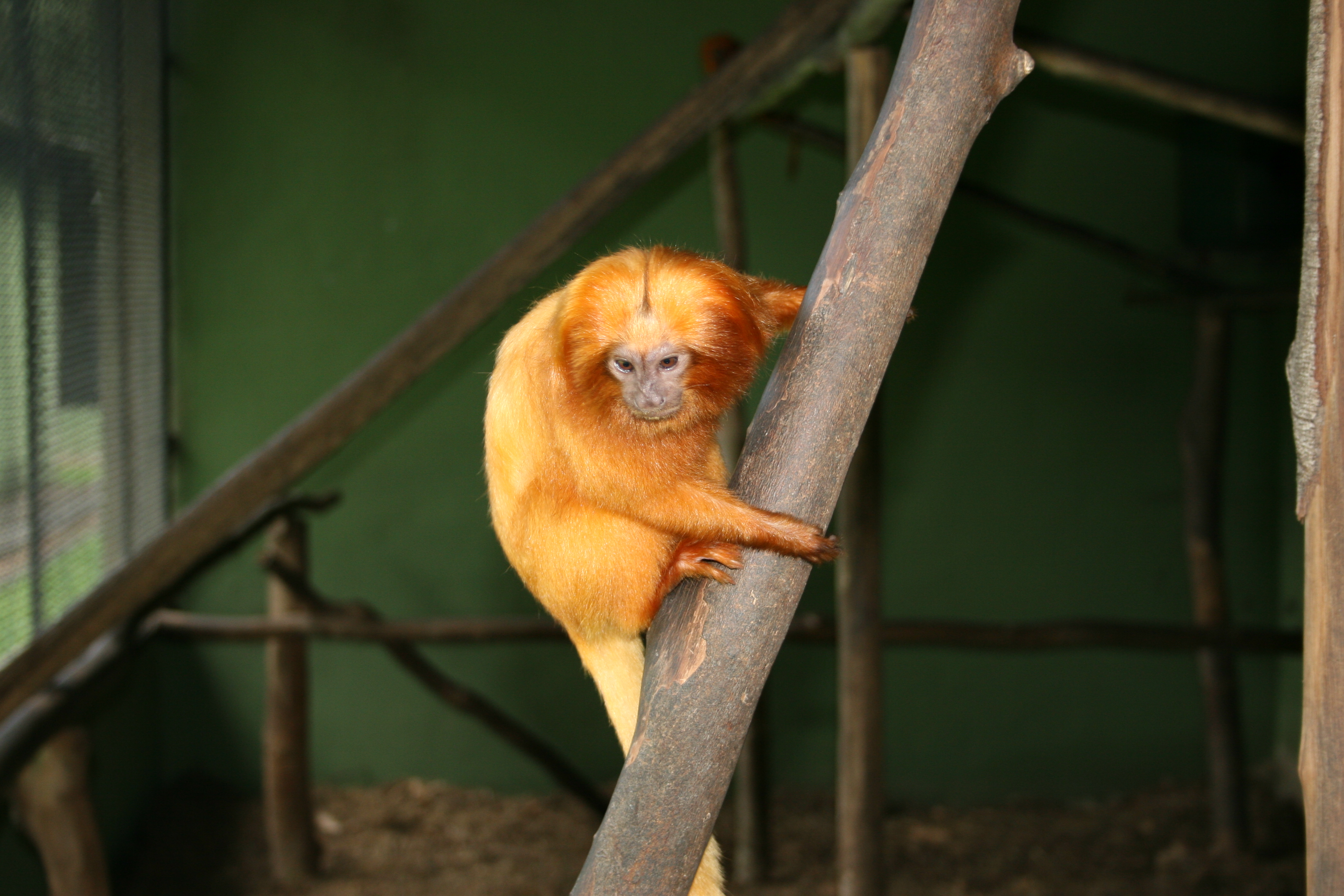 | Alcides Pissinatti