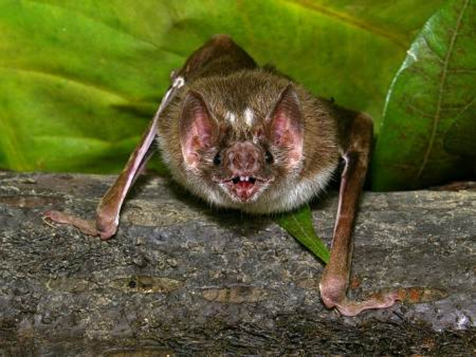 | Divulgação/