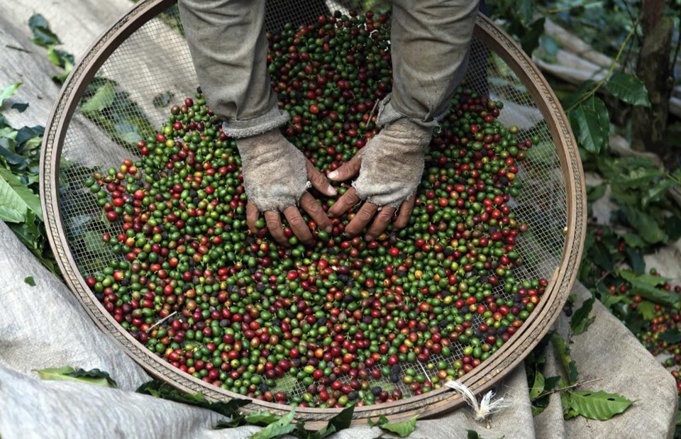 Em comparação com a safra brasileira de café de 2015 com 2016, o Informe indica que a produção de 2016 (49,64 milhões de sacas) será 14,8% superior à de 2015, que foi de 43,23 milhões. | Arquivo/Gazeta do Povo