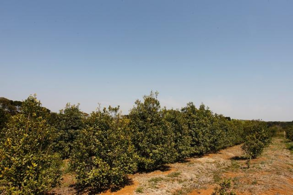 O Brasil hoje produz cerca de 860 mil toneladas de erva-mate verde. | Divulgação/Embrapa