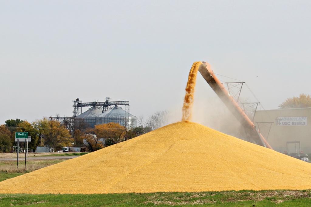 Com 61% do milho e 76% da soja colhidos, não é raro encontrar o cereal em estoques improvisados, na beira da estrada. | Giovani Ferreira/Gazeta do Povo