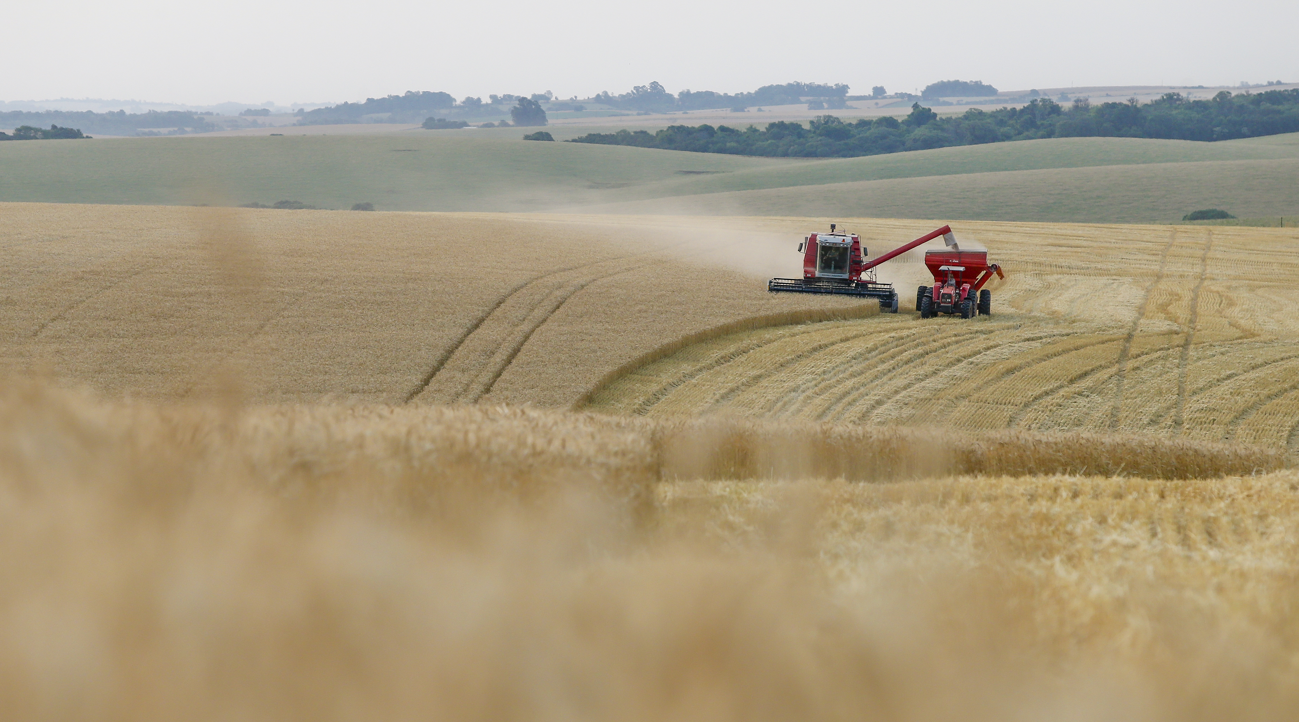 O Brasil vai consumir 10,7 milhões de toneladas de trigo em 2016, mas vai produzir apenas 6,1 mi de t. | Hugo Harada/Gazeta do Povo