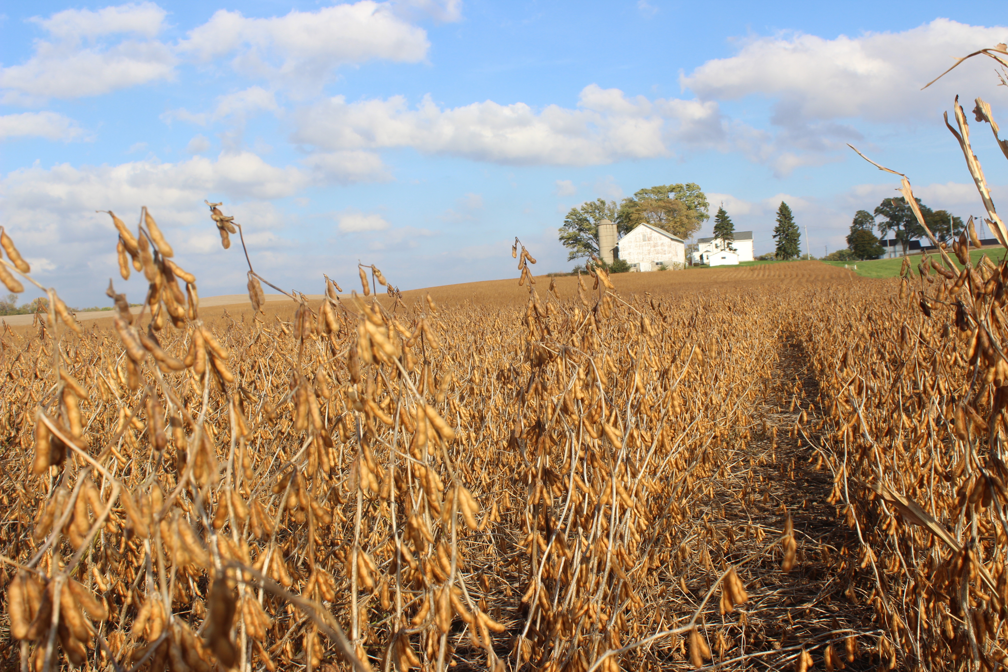 Boa parte da soja e do milho cultivados no estado é destinada à alimentação animal. | Flavio Bernardes/Gazeta do Povo