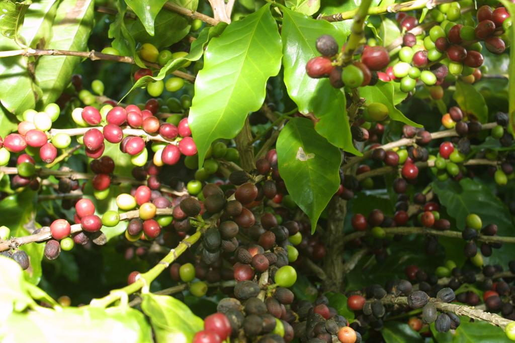 | Arquivo/Gazeta do Povo