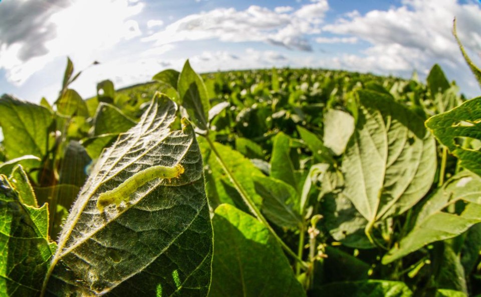 Em Cascavel, no ciclo 2015/16, o custo por hectare total com a soja foi de R$ 1,9 mil por hectare, sendo R$ 450 (23%) somente com defensivos na lavoura. | Daniel Castellano 
/ Gazeta do Povo