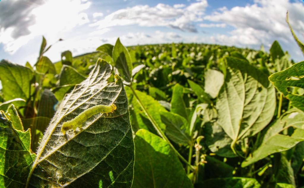 Em Cascavel, no ciclo 2015/16, o custo por hectare total com a soja foi de R$ 1,9 mil por hectare, sendo R$ 450 (23%) somente com defensivos na lavoura.