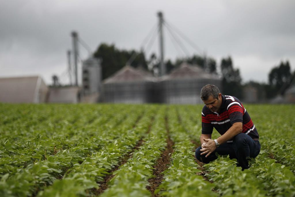 Renato Martini, agricultor de Cascavel, plantou 311 hectares de soja. Apesar de otimista, ele acha que este é um dos anos em que os resultados finais estão mais em aberto. | JONATHAN CAMPOS/GAZETA DO POVO
