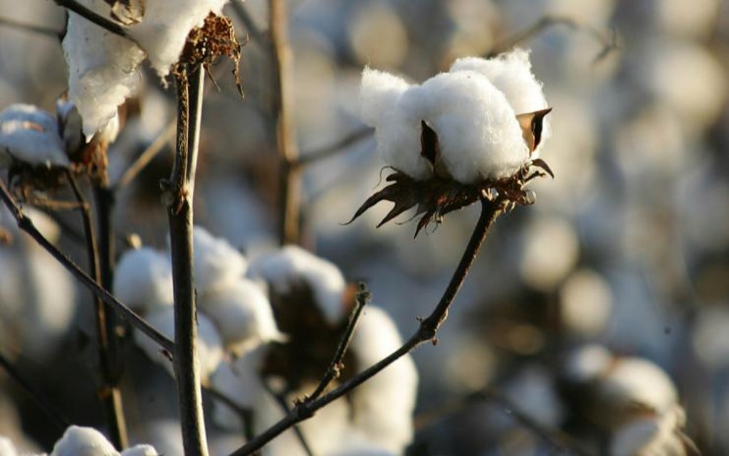 Segundo dados do Itaú BBA, 96% da produção de algodão recebem financiamento agrícola.