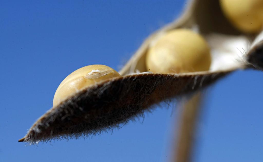 A Argentina é o maior produtor mundial de biocombustíveis, fabricados à base de óleo de soja. | Arquivo/Gazeta do Povo