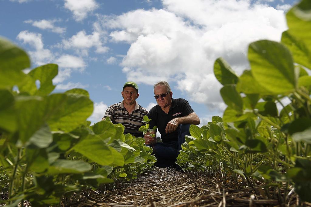 Na propriedade de 385 hectares da família Forest, em Bom Sucesso do Sul (divisa com Pato Branco), toda a safra de verão (soja e milho) já foi semeada com o objetivo de poder começar a colher ainda em janeiro. | JONATHAN CAMPOS/GAZETA D POVO