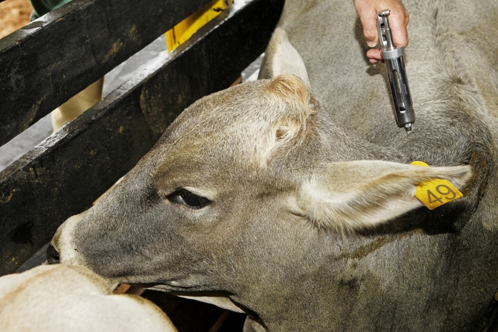 A estratégia da Adapar é atingir um índice de vacinação acima de 95% do rebanho.