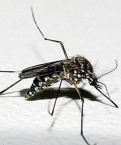 Aedes aegypti: vetor da dengue. | Raul Santana/Fiocruz Imagens