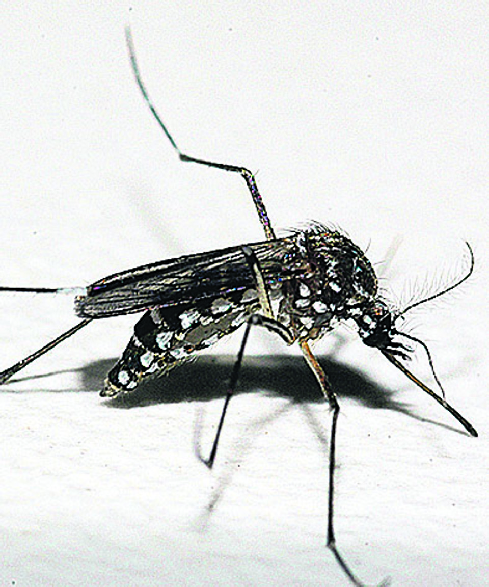 Aedes aegypti: vetor da dengue. | Raul Santana/Fiocruz Imagens