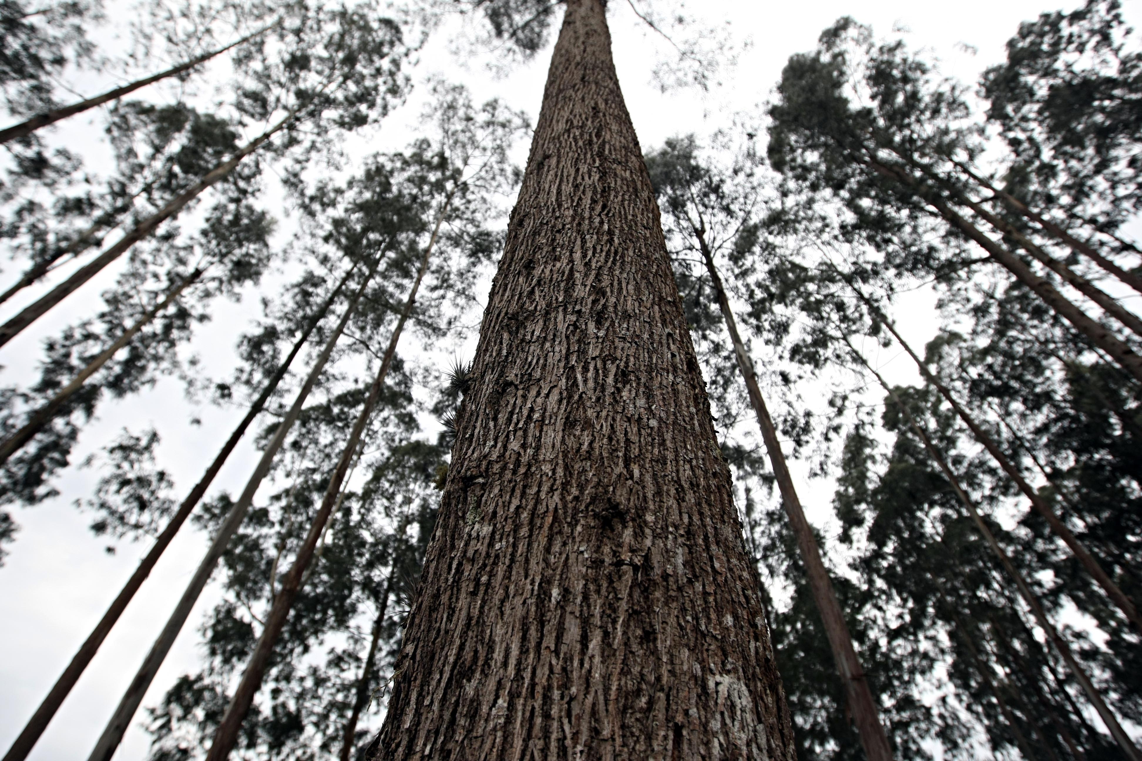 Cultivo de eucaliptos pode ser isento de licença pela proposta do governo; expectativa é reduzir insegurança jurídica de empreendedores. | Albari Rosa/Gazeta do Povo