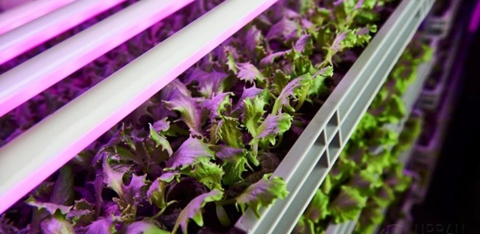 A Urban Crops pode produzir em 30 metros quadrados de seu laboratório até 220 alfaces por dia, utilizando 5% do consumo de água da agricultura tradicional. | Divulgação/