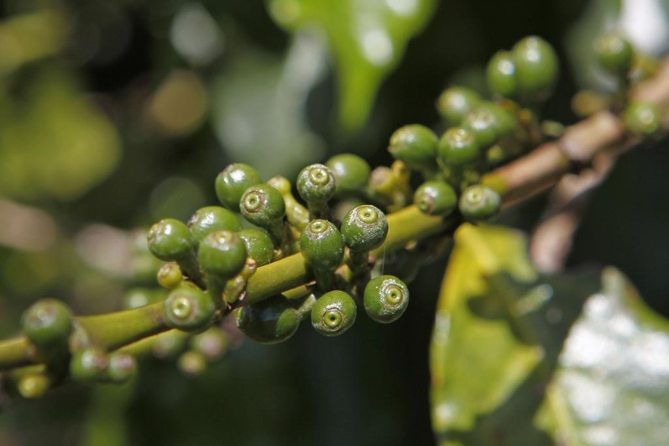 A produção nacional de café arábica é 23,6% maior do que a de 2015, enquanto a de conilon é 28,2% menor, aponta o levantamento. | Antônio More / Agência de Notícias Gazeta do Povo