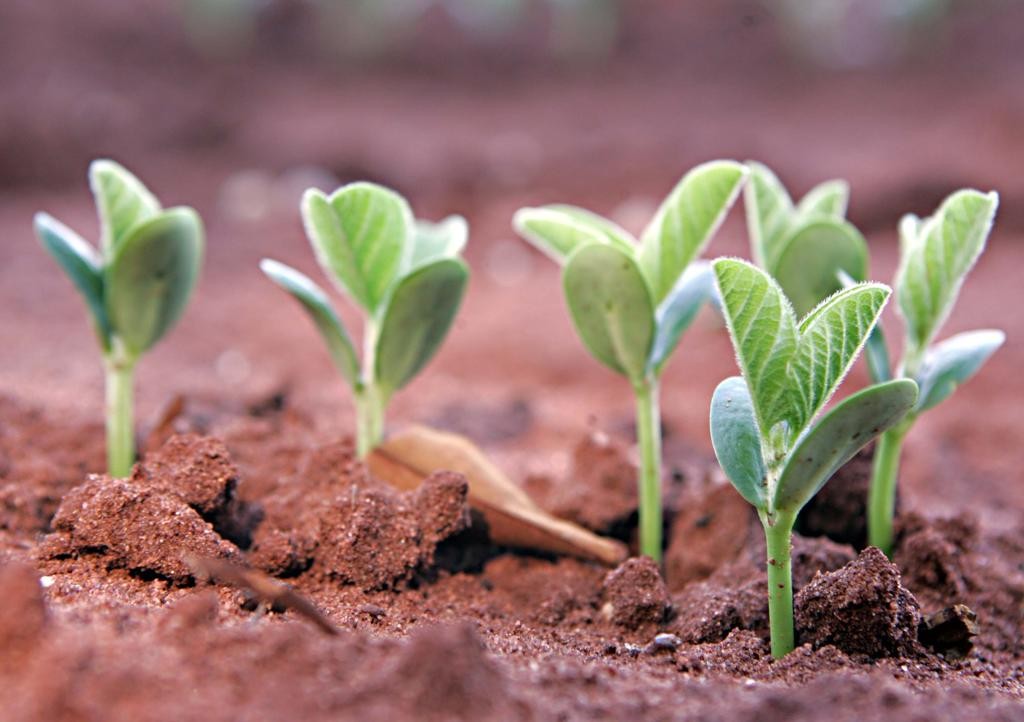 Análises avaliam características e fertilidade do solo, fundamentais para uma boa produtividade; A expectativa é dobrar o número de procedimentos: atualmente, são 4 milhões por ano, em todo o país.