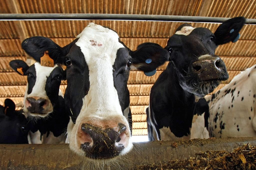 O jogo é adaptável para todas as culturas, mas em um primeiro momento estará disponível para o setor de leite.