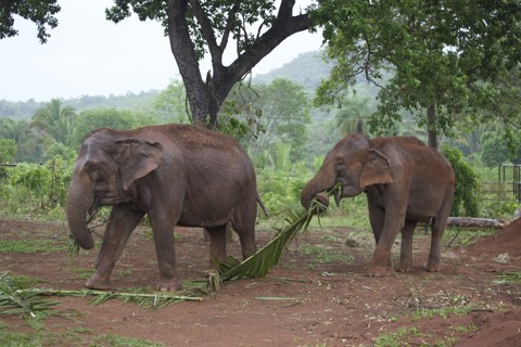 Após mais de 40 anos em cativeiro, Maia e Guida podem andar livremente no Santuário  Elefantes Brasil, no Mato Grosso. | Junia Machado/Santuário Elefantes Brasil