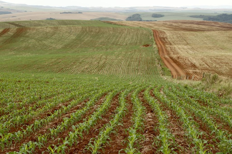 Arroz, milho e soja representam 92,6% da estimativa da produção agrícola brasileira em 2016. | Hugo Harada/Gazeta do Povo