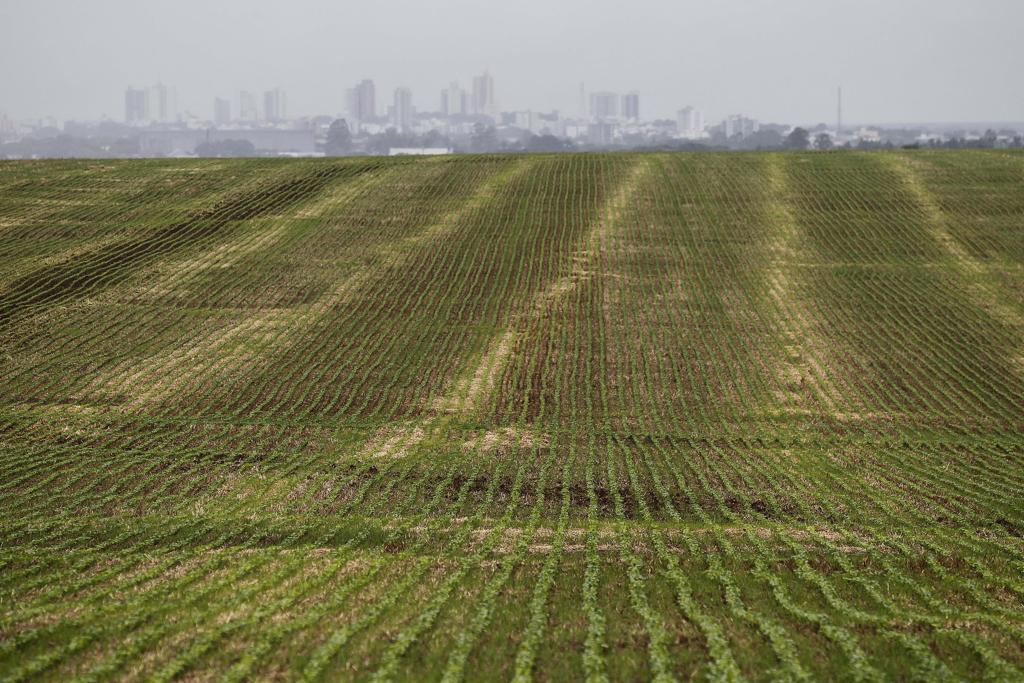 A ocorrência do fenômeno La Niña neste ciclo deixará o Paraná com chuvas bastante irregulares. | Jonathan Campos/Gazeta do Povo
