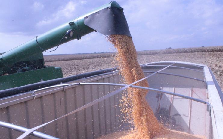 Apenas de milho, a colheita deve passar de 382 mi (t); agora, norte-americanos pretendem vender o cereal até para o Brasil. | Giovani Ferreira/Gazeta do Povo