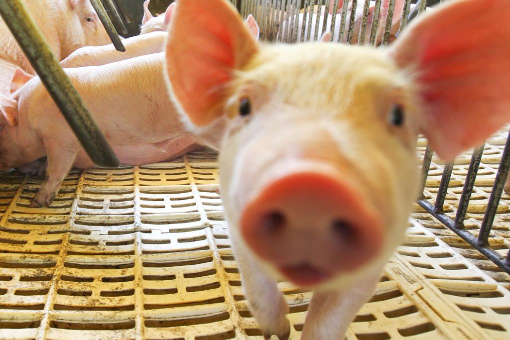 Somente do Brasil, o país da Ásia pode comprar US$ 160 milhões em carne suína in natura | Daniel Castellano/Gazeta do Povo