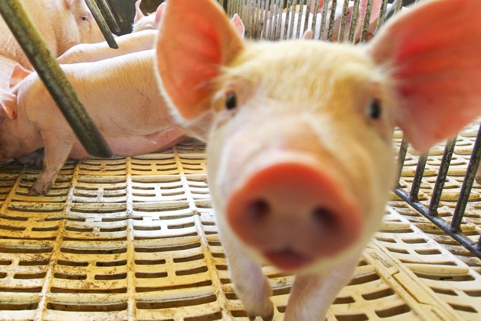 Somente do Brasil, o país da Ásia pode comprar US$ 160 milhões em carne suína in natura | Daniel Castellano/Gazeta do Povo