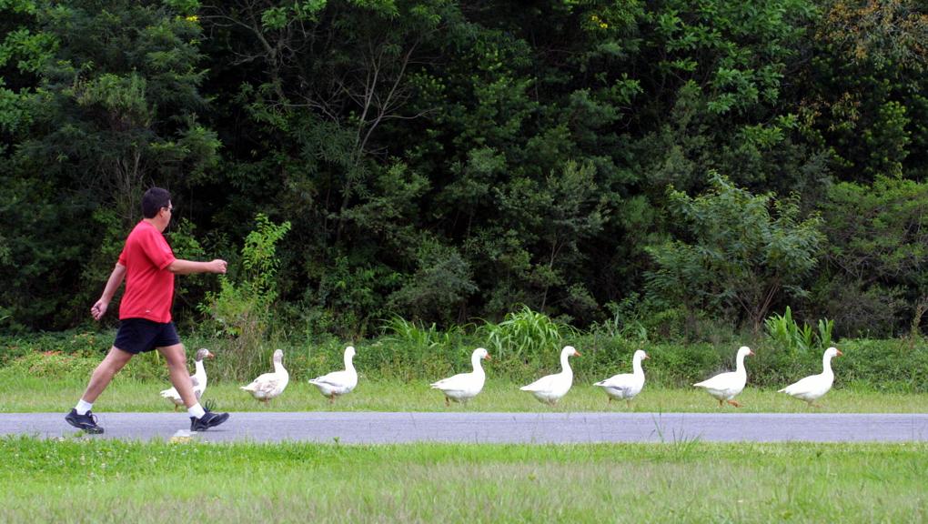 | Marcelo Elias/Gazeta do Povo/Arquivo