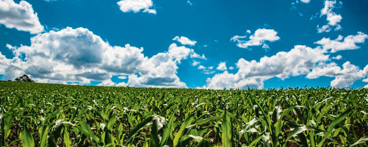 Entretanto, as aplicações em custeio caíram 27,8%, de R$ 28,6 bilhões para R$ 20,6 bilhões. | BRUNNO COVELLO/Gazeta do Povo