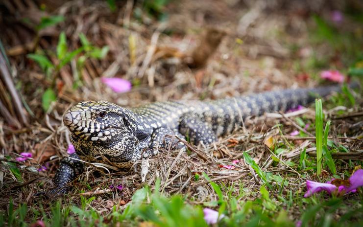| Daniel Castellano/Gazeta do Povo/Arquivo