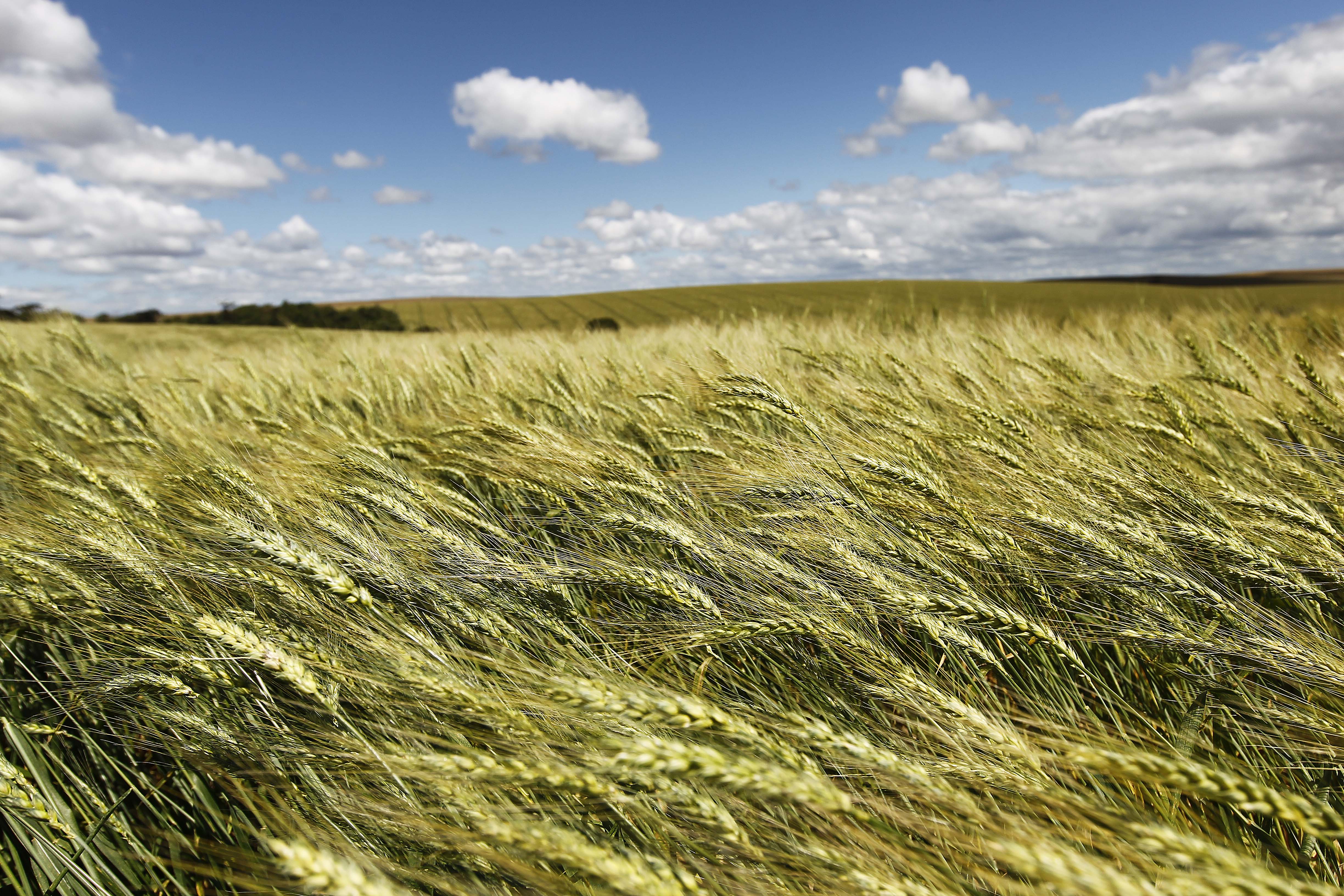 Dentre os principais cereais atualmente produzidos no mundo (atrás apenas do milho), o trigo é o que menos necessita de água. | JONATHAN CAMPOS/GAZETA D POVO