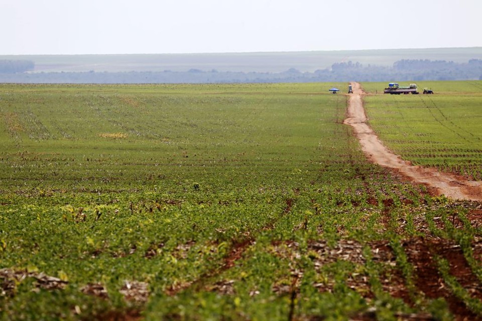O plantio antecipado deve favorecer as segundas safras da região, que são de algodão, milho pipoca, girassol, sorgo e milho. | Felipe Rosa/Gazeta do Povo