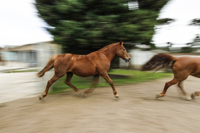 Cavalos do CPPI são criados soltos no pasto. | Jonathan Campos/Gazeta do Povo
