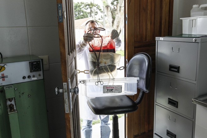 Bolsa com sangue de cavalo usado na produção de soro de veneno de aranha-marrom. | Jonathan Campos/Gazeta do Povo