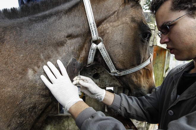 Égua é preparada para a coleta de sangue usado na produção de antídoto para veneno de aranha-marrom. | Jonathan Campos/Gazeta do Povo