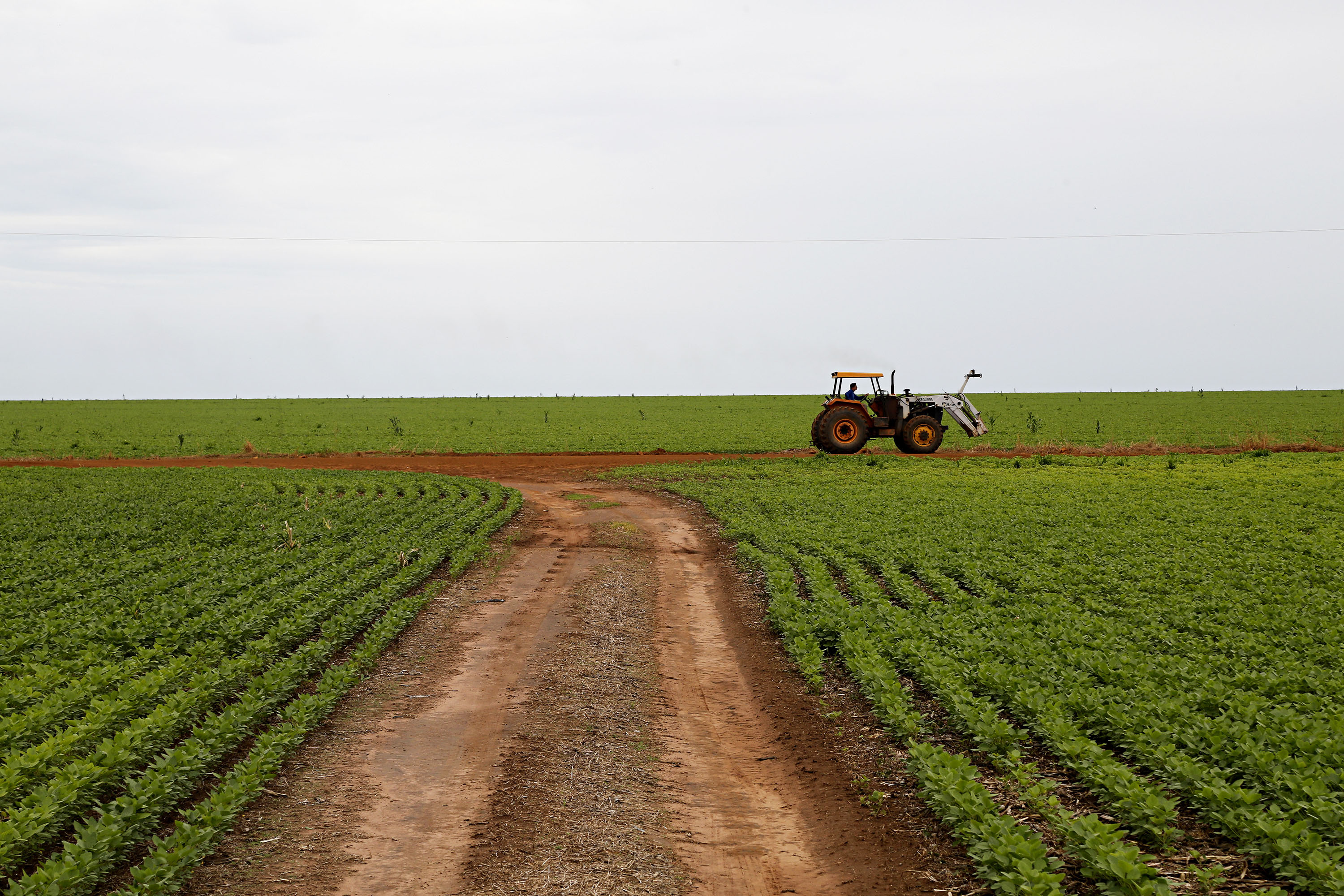  | Felipe Rosa/TRIBUNA DO PARANA