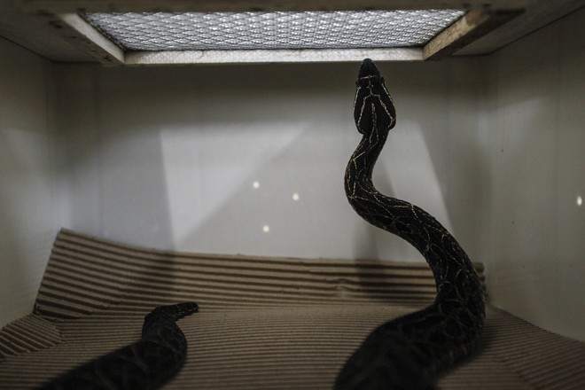 Além de soro para veneno de aranha, o CPPI também produz antídoto para veneno de cobra. | Jonathan Campos/Gazeta do Povo