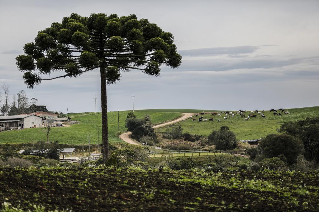  | Jonathan Campos/Gazeta do Povo
