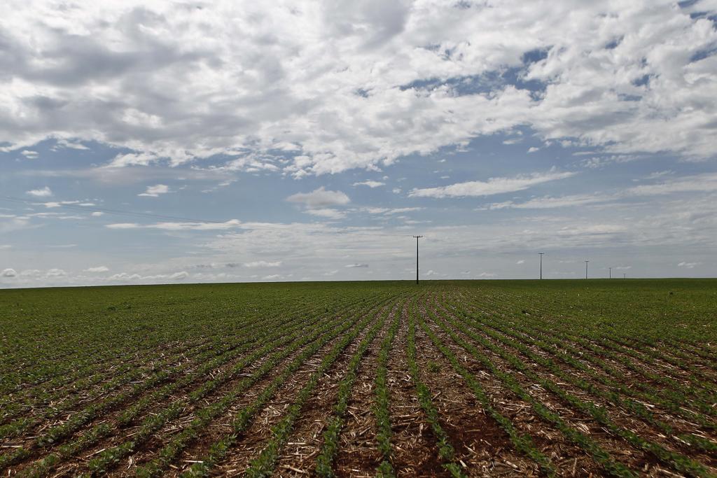 O plantio na Argentina está em 15%; nesta mesma época do ano passado, o percentual era de 25%. | Jonathan Campos/Gazeta do Povo