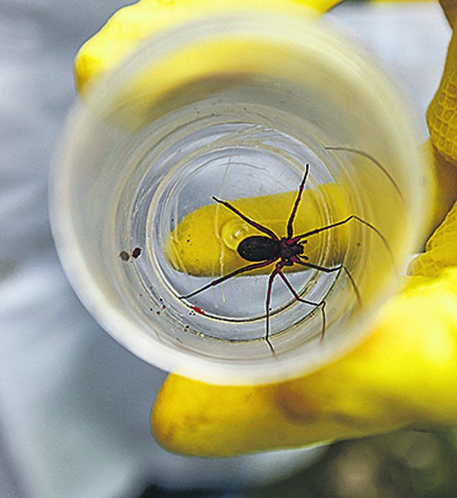 Até aqui em 2016, picadas de aranha-marrom levaram 506 pessoas ao médico em Curitiba. | Jonathan Campos/Gazeta do Povo