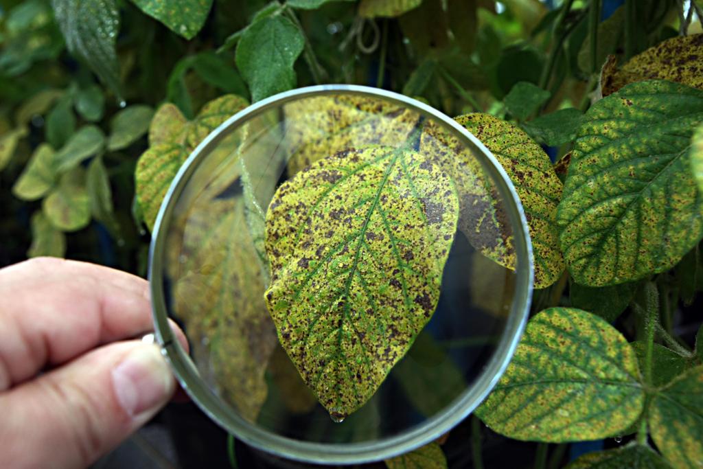 Pesquisadores alertam que o monitoramento e a identificação da ferrugem nos estádios iniciais são essenciais para o controle eficiente. | Albari Rosa/Gazeta do Povo